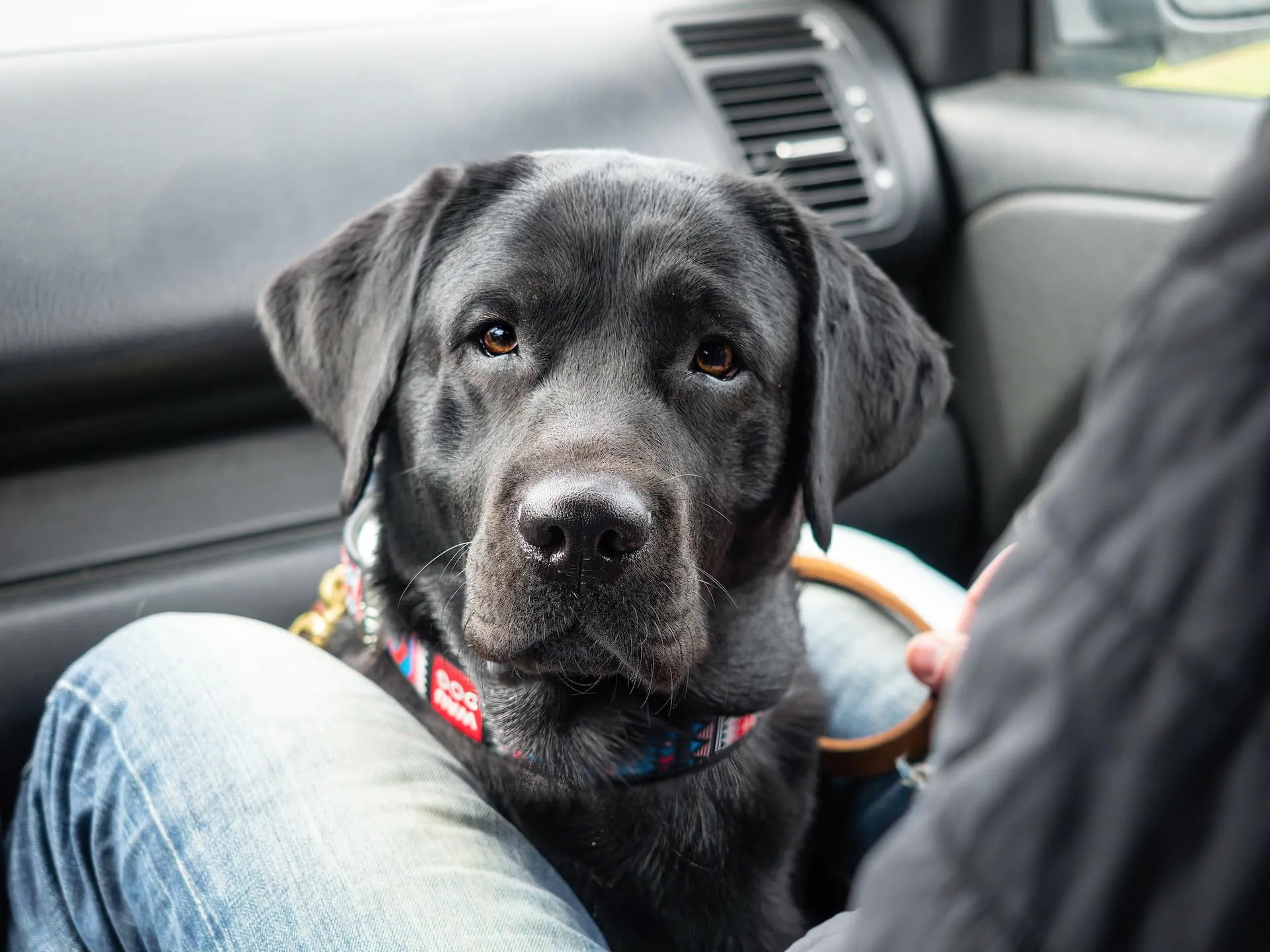 Cómo viajar con un perro en auto. Lleva tu mascota de viaje