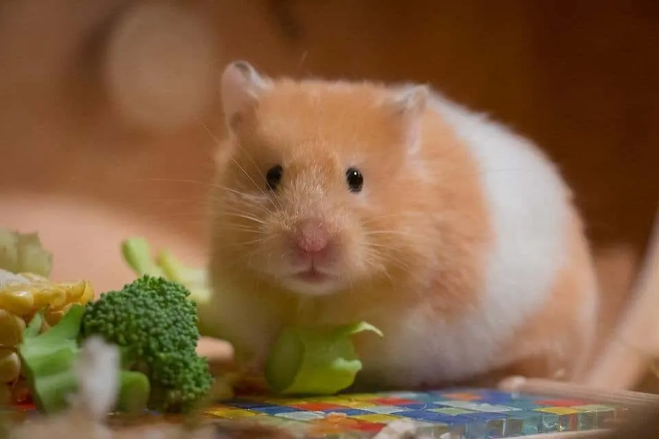 Cuidados Básicos de los Hamsters