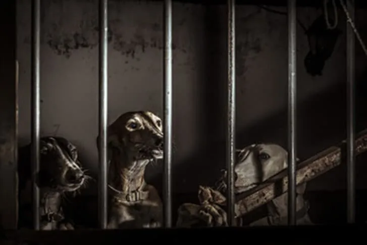 “Desde el Silencio hasta la Justicia: Los Animales y sus Derechos”