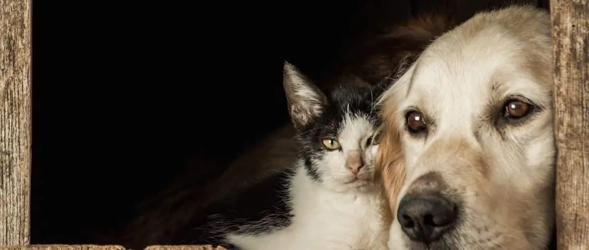 El maltrato animal en Perú. Una realidad que demanda atención urgente