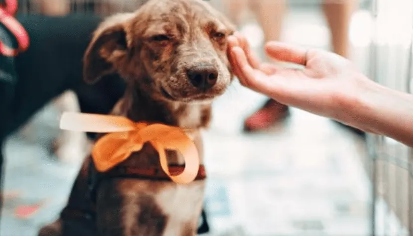 Elige la adopción, no la raza: Una historia de amor en cada patita
