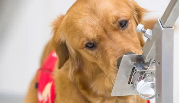 Nueva investigación afirma que los perros pueden detectar las mentiras