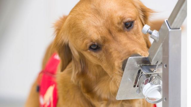 Nueva Investigación Afirma Que Los Perros Pueden Detectar Las Mentiras
