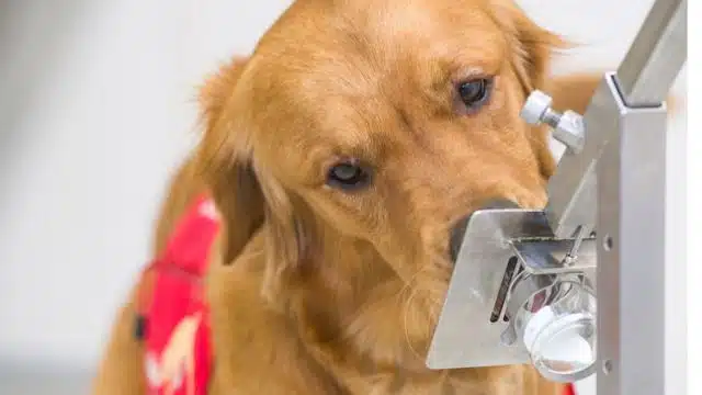 Nueva investigación afirma que los perros pueden detectar las mentiras