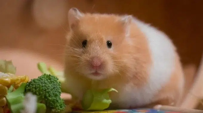 Cuidados Básicos de los Hamsters