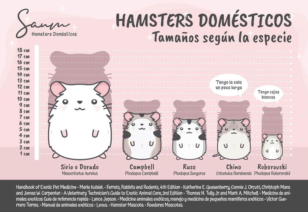 Cuidados Básicos De Los Hamsters - FerVilela Digital Consulting