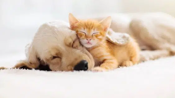 ¿QUE COMIDA CASERA ES PELIGROSA PARA PERROS Y GATOS?