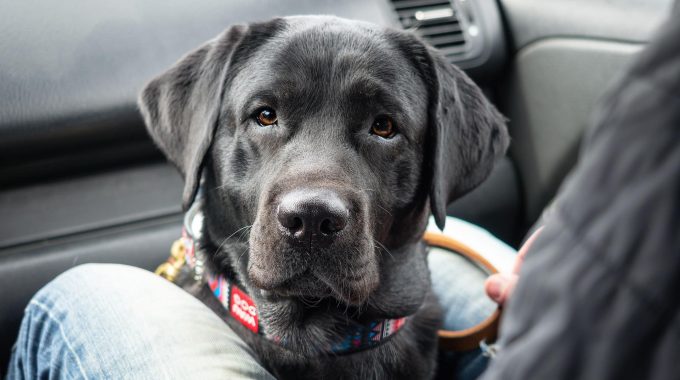Cómo Viajar Con Un Perro En Auto. Lleva Tu Mascota De Viaje
